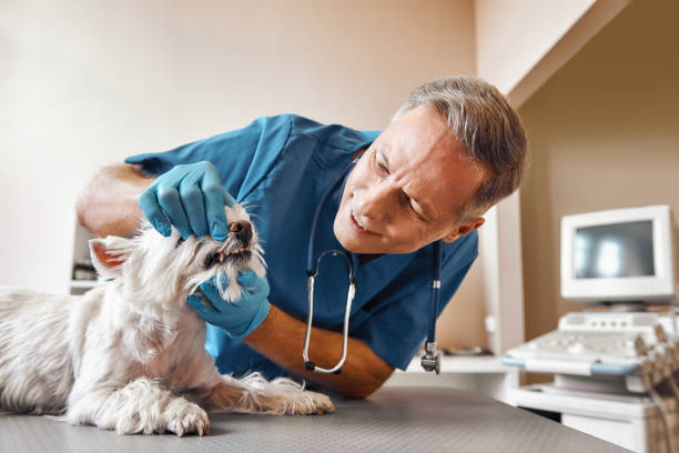Best Walk-In Emergency Dental Services in Portage, PA